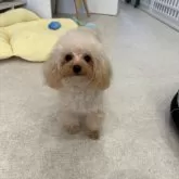 ティーカッププードル【熊本県・女の子・2024年11月16日・アプリコット、シャンパン】の写真2