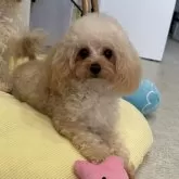 ティーカッププードル【熊本県・女の子・2024年11月16日・アプリコット、シャンパン】の写真3「人懐こいです😭💘💘💘💖」