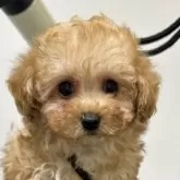 ティーカッププードル【熊本県・女の子・2024年11月16日・アプリコット】の写真5