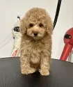トイプードル(トイ)【熊本県・男の子・2024年11月15日・アプリコット】の写真5