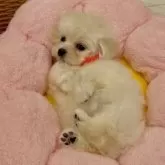 マルプー(トイプードル×マルチーズ)【熊本県・女の子・2025年8月23日・ホワイト】の写真6「ちょこーん」