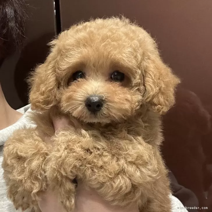 ID：2402-02556の子犬