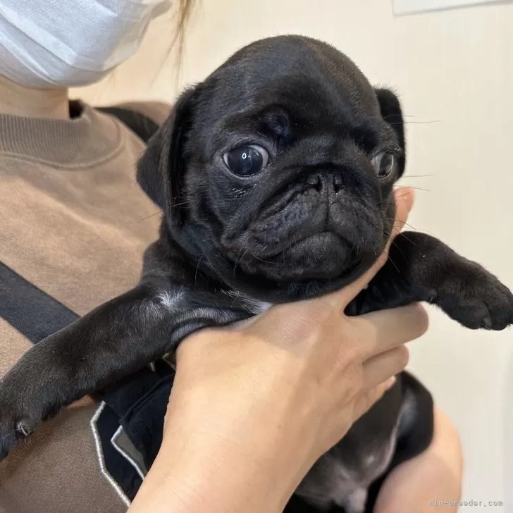 ID:2402-03278の子犬
