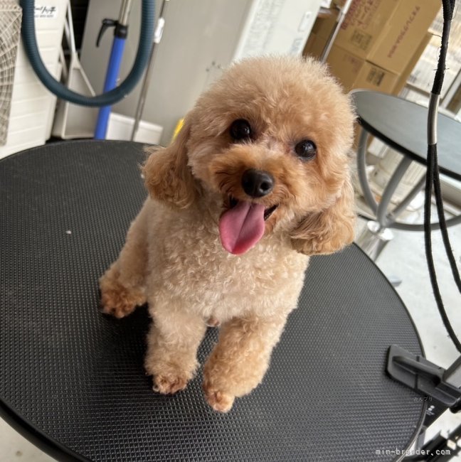 綺麗なアプリコットで運動神経抜群なドワーフタイプ🥰💖