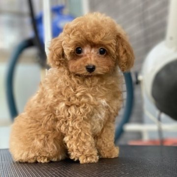 トイプードル(ティーカップ)【熊本県・女の子・2022年10月3日・アプリコット】の写真「マイクロティーカップサイズ遺伝子病発症しません✨💗」