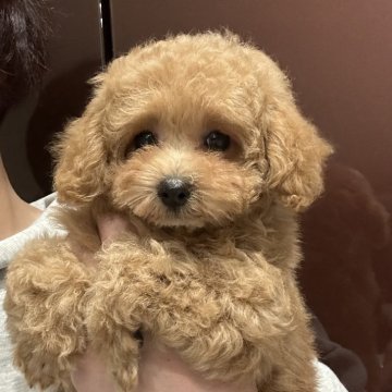 トイプードル(ティーカップ)【熊本県・女の子・2023年12月9日・アプリコット】の写真「超可愛くとってもお利口さんな👸🏻お姫様🥰」