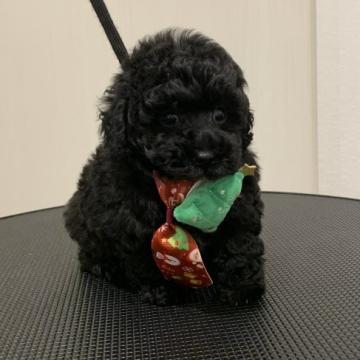 トイプードル(タイニー)【熊本県・男の子・2022年11月5日・ブラック】の写真「タイニードワーフタイプでパパ似で超お目々キュルキュ」