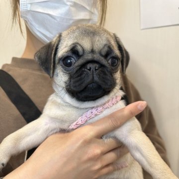 パグ【熊本県・女の子・2024年1月20日・フォーン】の写真「💗両親とも遺伝子検査クリアです✨🍀💕」