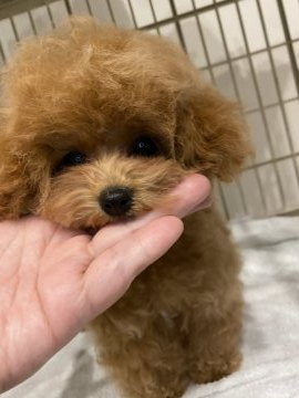 トイプードル(ティーカップ)【熊本県・女の子・2022年1月14日・アプリコットからレッド】の写真「遺伝子オールクリア✨マイクロティーカップドワーフ」