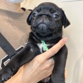 パグ