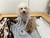 ティーカッププードル【・女の子・2022年10月20日・シャンパン】「出産直後です🥹💖🫶🏻」