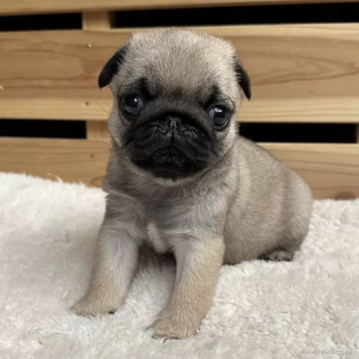 ID：2501-03703の子犬