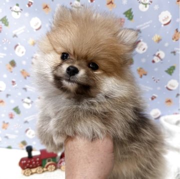 ポメラニアン【愛媛県・男の子・2025年10月3日・オレンジ】の写真「11/29より見学お迎え同時に出来ます🍀」
