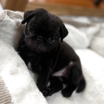 パグ【愛媛県・男の子・2025年10月20日・ブラック】の写真「小振りの男の子💚」