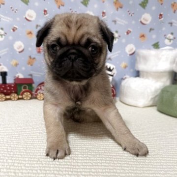 パグ【愛媛県・男の子・2025年10月20日・フォーン】の写真「むちむちの男の子🩵」