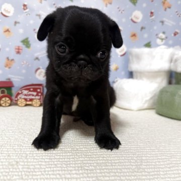 パグ【愛媛県・男の子・2025年10月20日・ブラック】の写真「小振りの男の子💚」