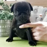 パグ