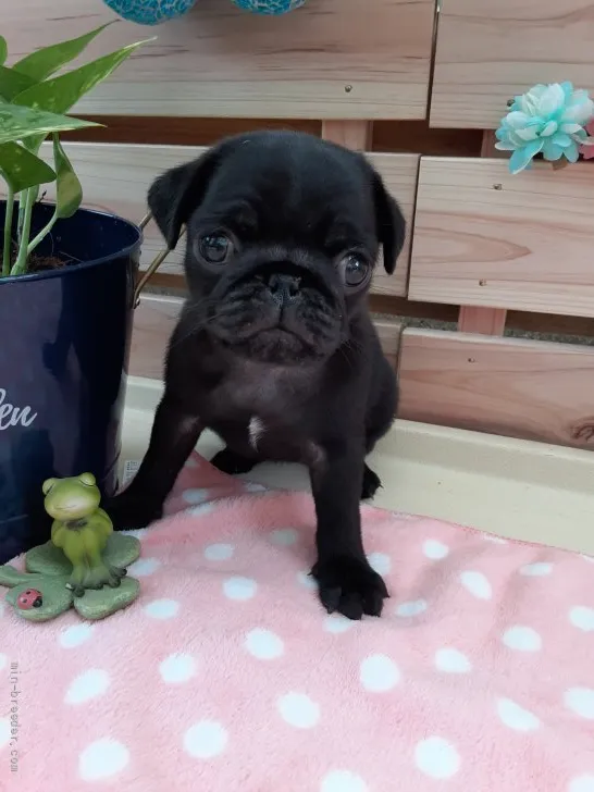ID：2109-00759の子犬