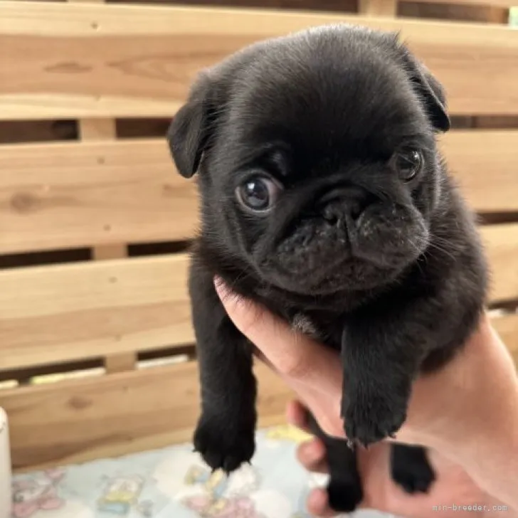 ID：2306-01038の子犬