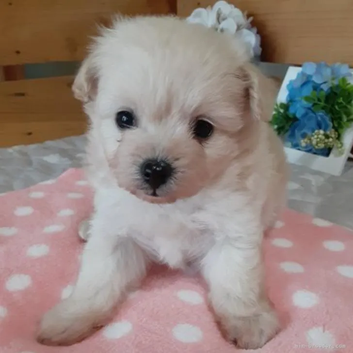 ID：2209-00657の子犬