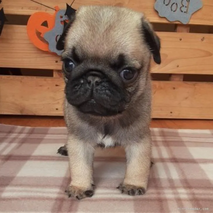 ID:2209-04394の子犬