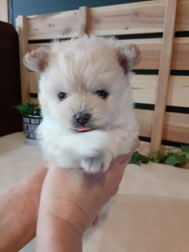 ミックス(ポメラニアン×プードル)【愛媛県・男の子・2022年1月3日・クリーム】の写真「とっても可愛いポメプーの男の子💚」