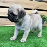 パグ【愛媛県・女の子・2024年3月14日・フォーン】の写真2「小ぶりちゃん💛」