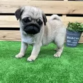 パグ【愛媛県・女の子・2024年3月14日・フォーン】の写真5