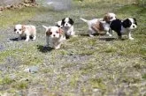 キャバリア【広島県・男の子・2025年2月13日・ブレンハイム】の写真8