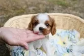 キャバリア【広島県・男の子・2025年5月25日・ブレンハイム】の写真8