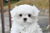 マルチーズ【広島県・女の子・2025年10月12日・ホワイト】の写真6