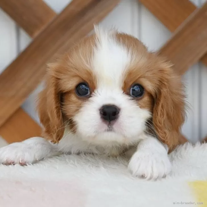 R 様のお迎えした子犬
