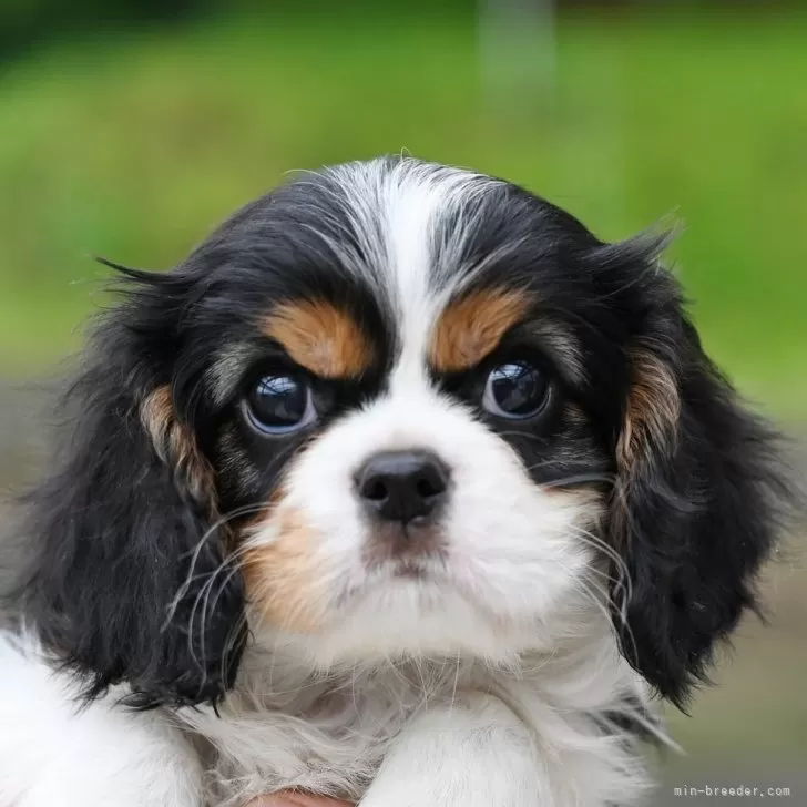 ID:2505-03063の子犬