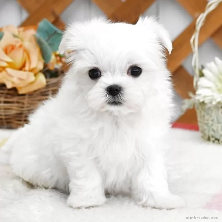 マルチーズ【広島県・男の子・2025年10月12日・ホワイト】の写真1