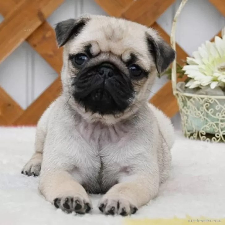 A.N 様のお迎えした子犬