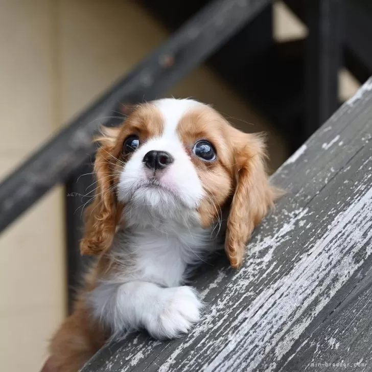 ID:2507-06674の子犬