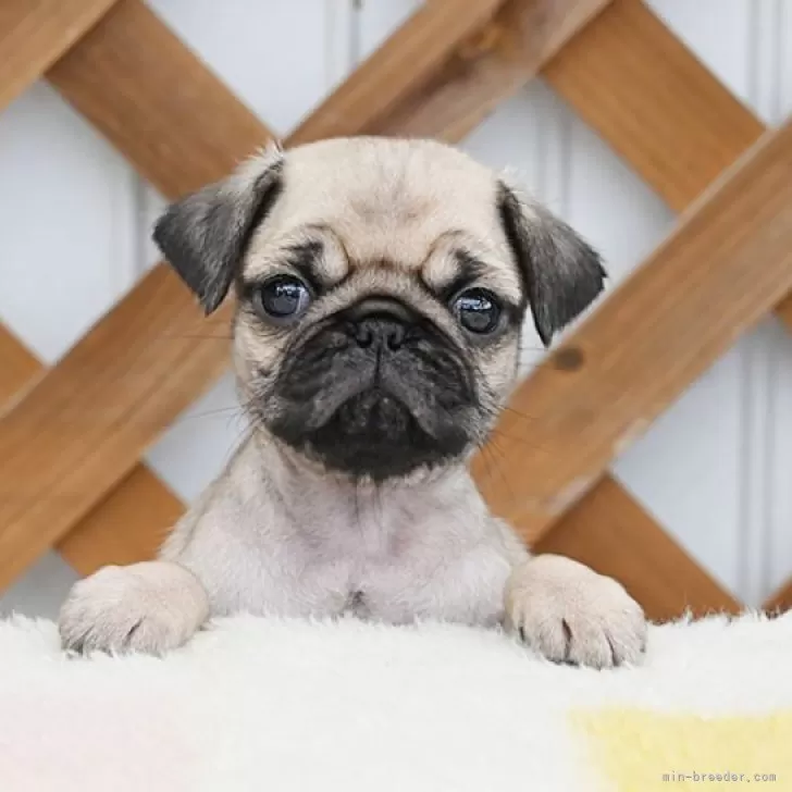 パグ【広島県・男の子・2025年9月10日・フォーン】の写真1