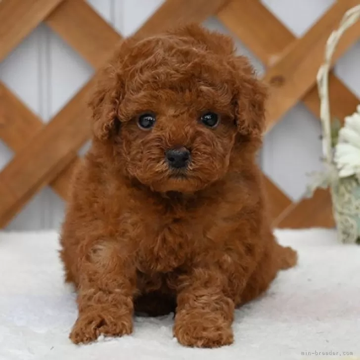 ID:2503-05439の子犬
