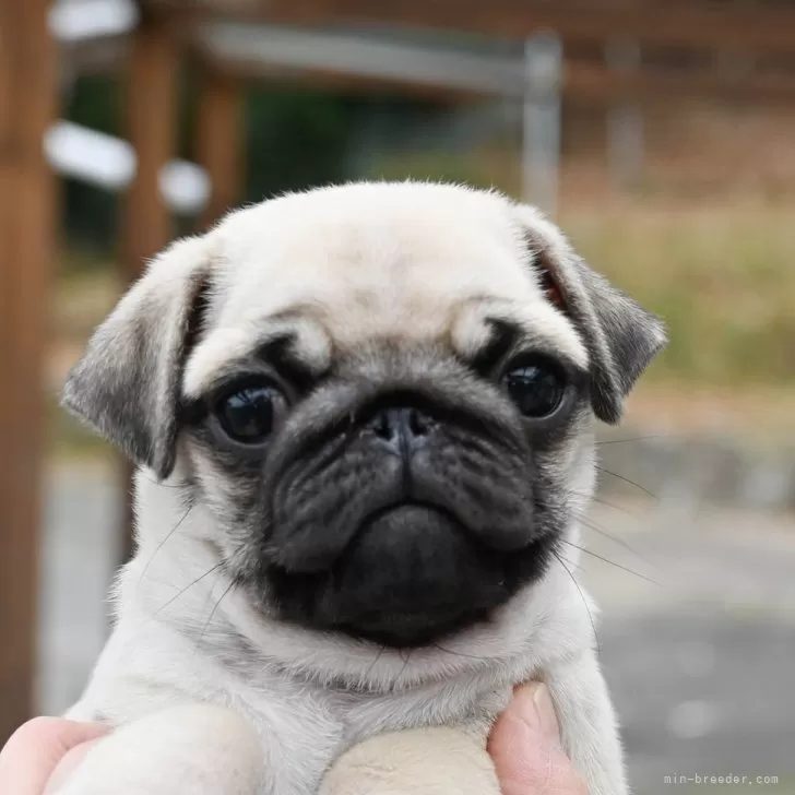 ID：2412-07187の子犬