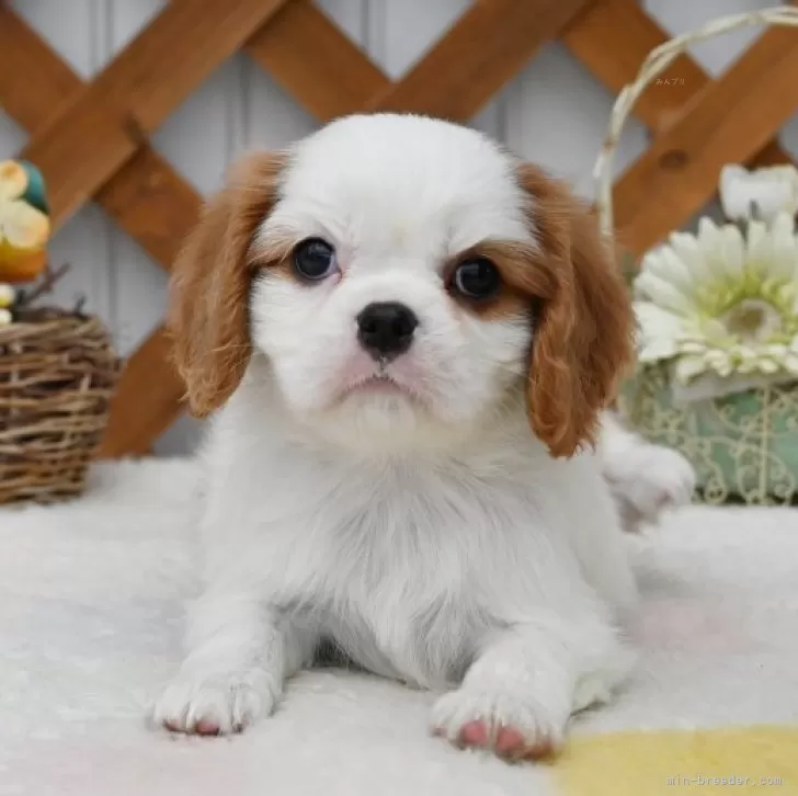 ID：2502-04491の子犬