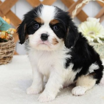 キャバリア【広島県・男の子・2025年10月6日・トライカラー】の写真「ホッペにソースが付いた個性的な柄です」