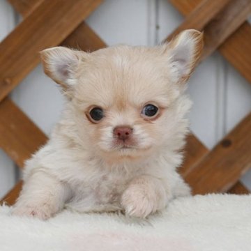 チワワ(ロング)【広島県・男の子・2025年10月20日・フォーン&ホワイト】の写真「可愛いお顔です」