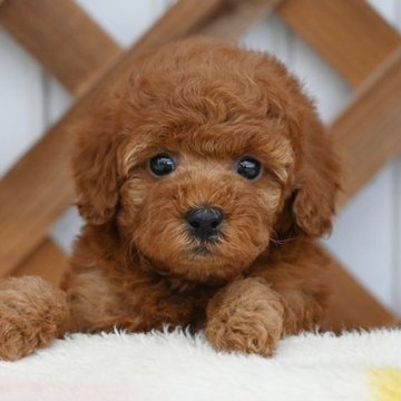 トイプードル(トイ)【広島県・女の子・2025年10月2日・レッド】の写真「可愛いお顔立ちです」