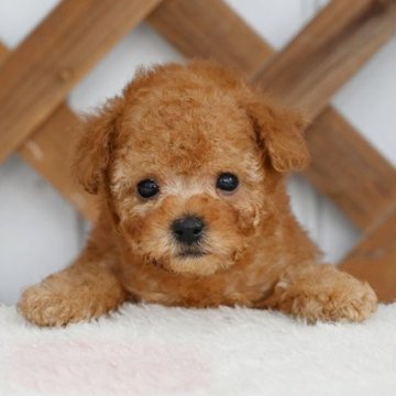 トイプードル(トイ)【広島県・男の子・2025年9月8日・アプリコット】の写真「穏やかな性格です」