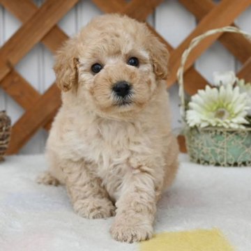 トイプードル(トイ)【広島県・男の子・2025年2月6日・アプリコット】の写真「甘え上手の可愛い子です」