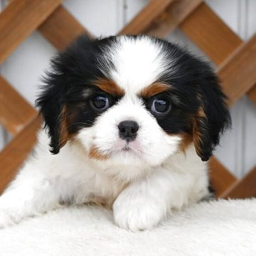 キャバリア【広島県・男の子・2025年10月10日・トライカラー】の写真「マズルが太く短い子です」