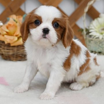 キャバリア【広島県・女の子・2025年10月6日・ブレンハイム】の写真「優しいお顔立ちの美人さんです」