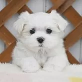 マルチーズ