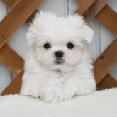 マルチーズ【広島県・女の子・2025年10月12日・ホワイト】の写真8