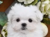 マルチーズ【広島県・女の子・2025年10月12日・ホワイト】の写真9